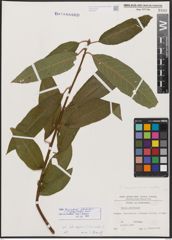 Salix burjatica Nasarow